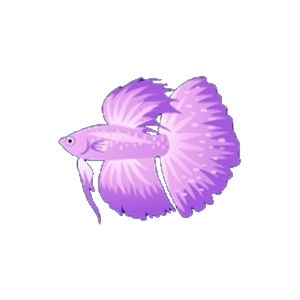 Purple Glow Betta